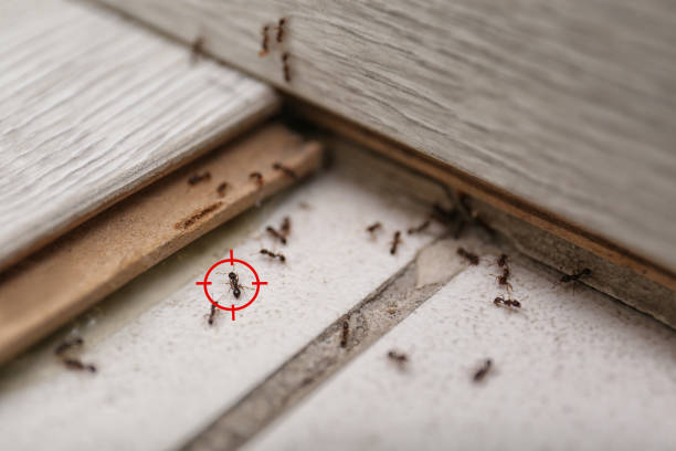 Insect Control in Georgetown, CA