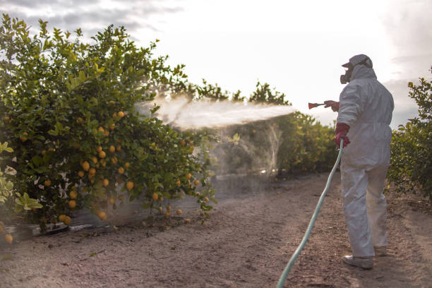 Best Flea Control Services  in Georgetown, CA