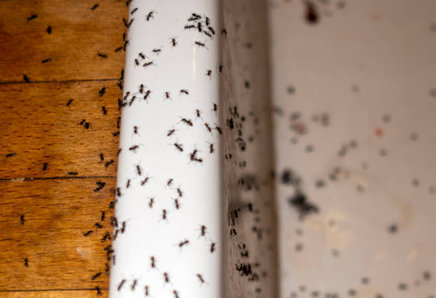 Reliable Georgetown, CA Pest Control Solutions