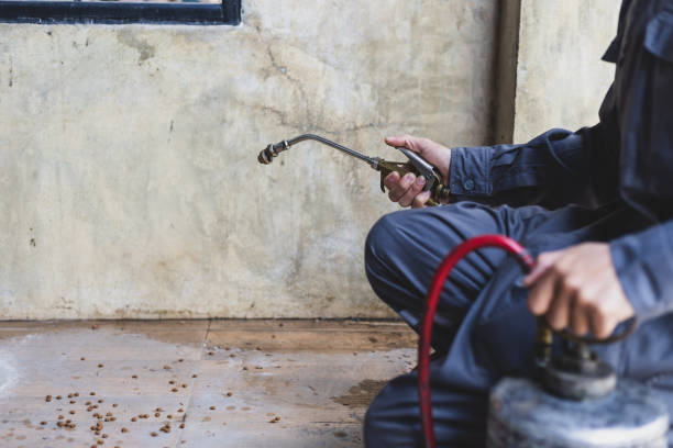 Best Flea Control Services  in Georgetown, CA